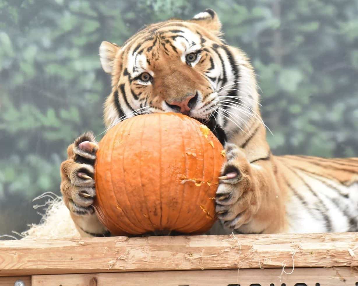 15 Best Halloween Events For Kids Around Milwaukee (2024) Milwaukee