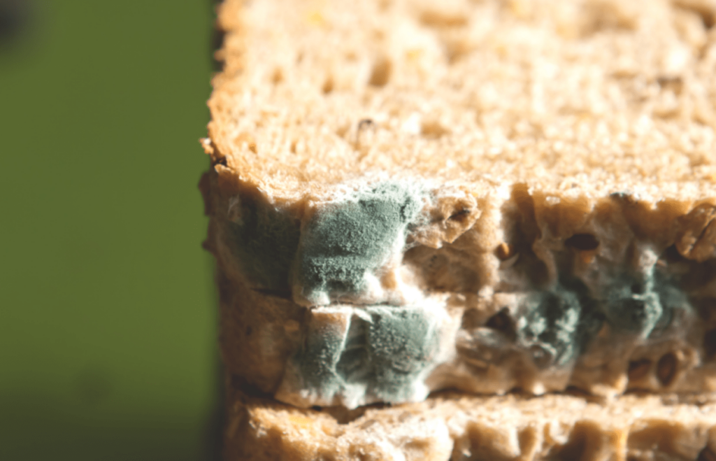 Moldy bread