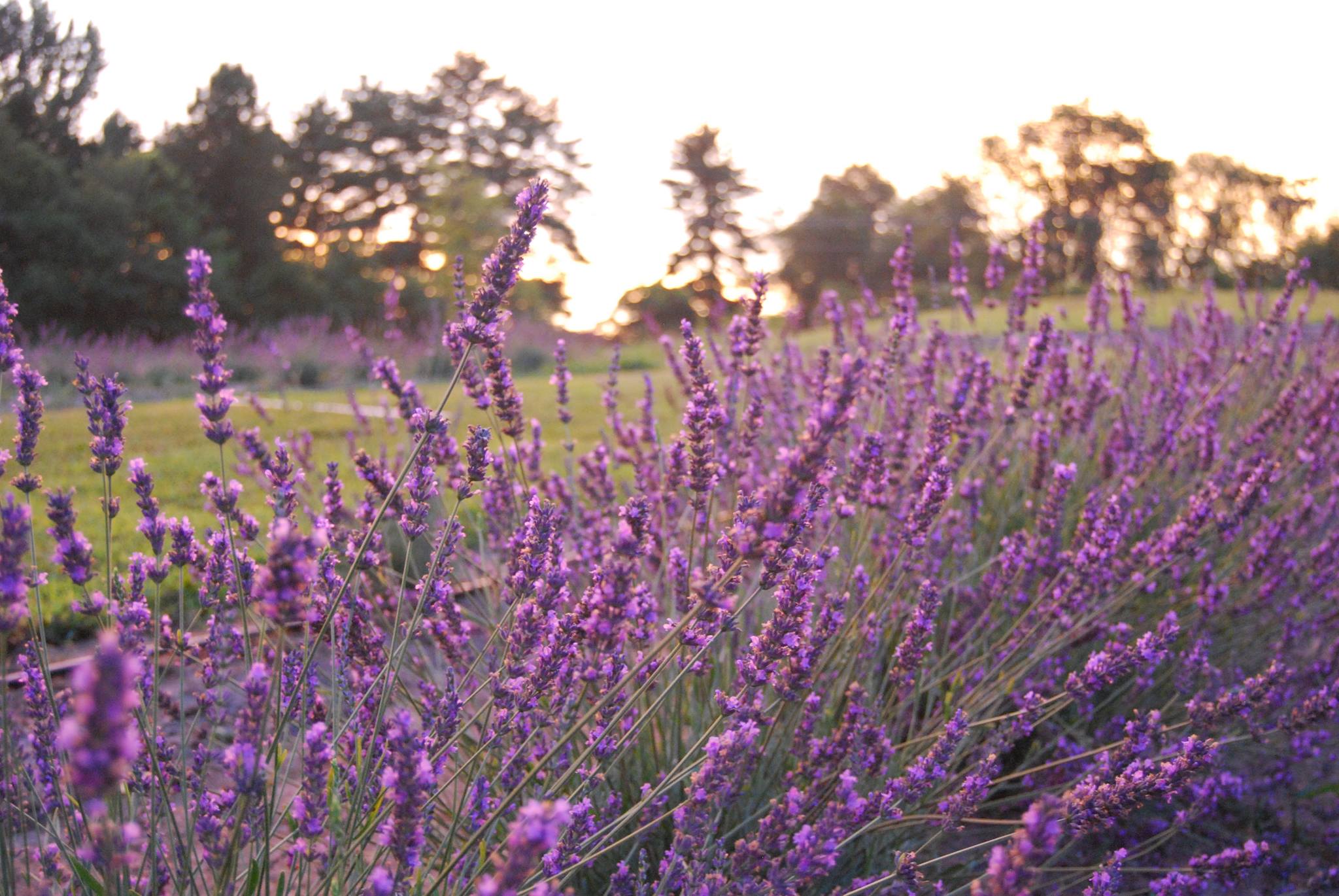 10 Gardens & Flower Farms Around Milwaukee (2023) Milwaukee with Kids