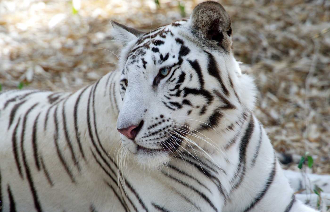 25 Surprising White Tiger Facts For Kids (2024) Milwaukee With Kids