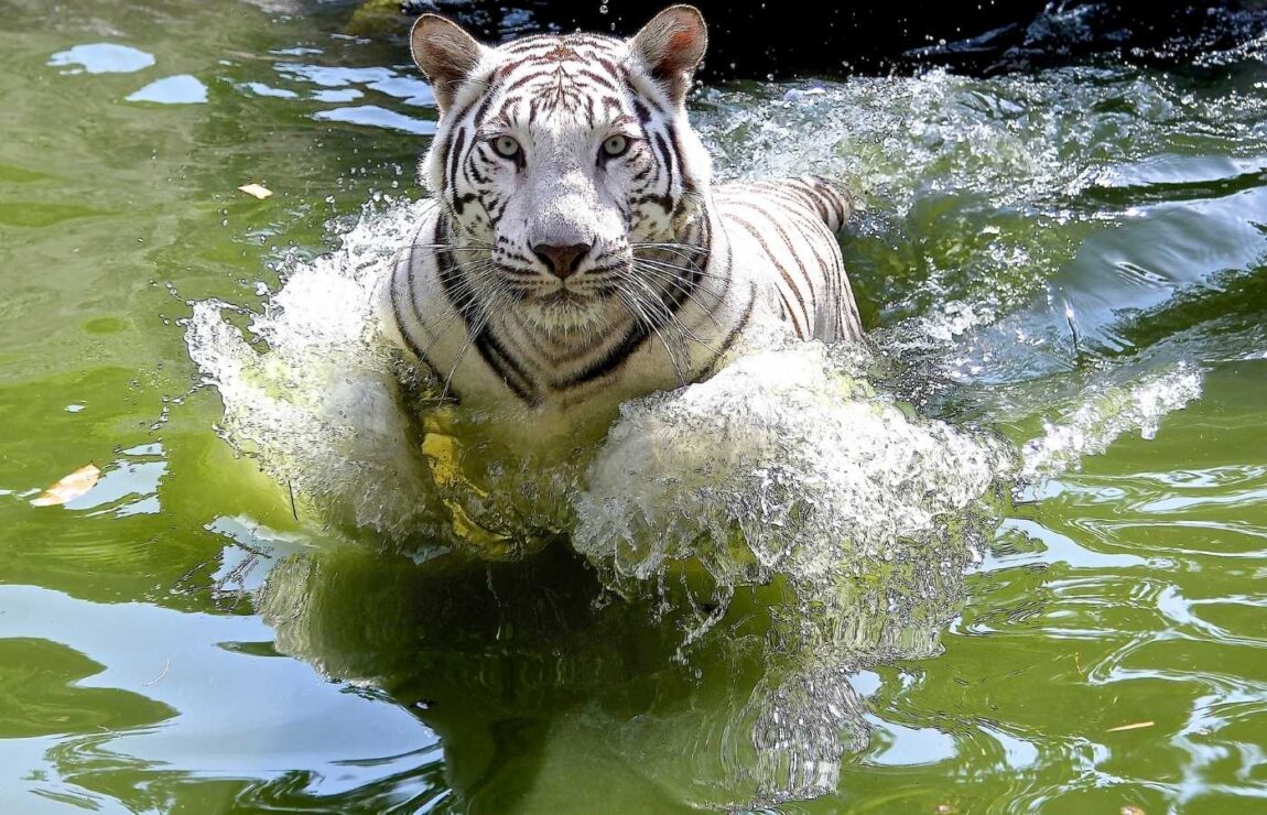 25 Surprising White Tiger Facts For Kids (2024) Milwaukee With Kids