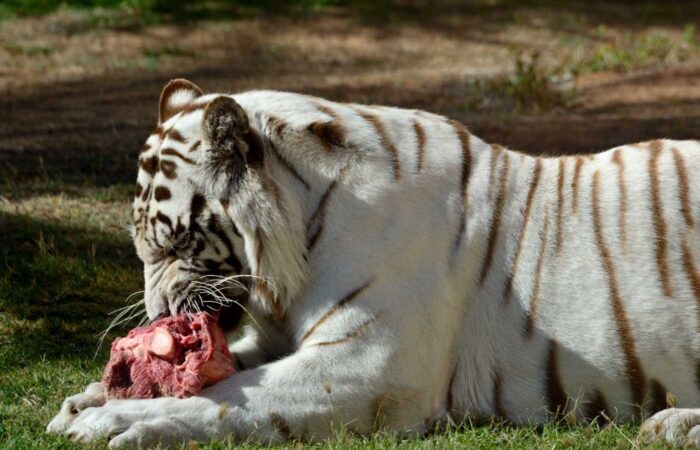 1 000 FACTS ABOUT WHITE TIGERS visual data 6