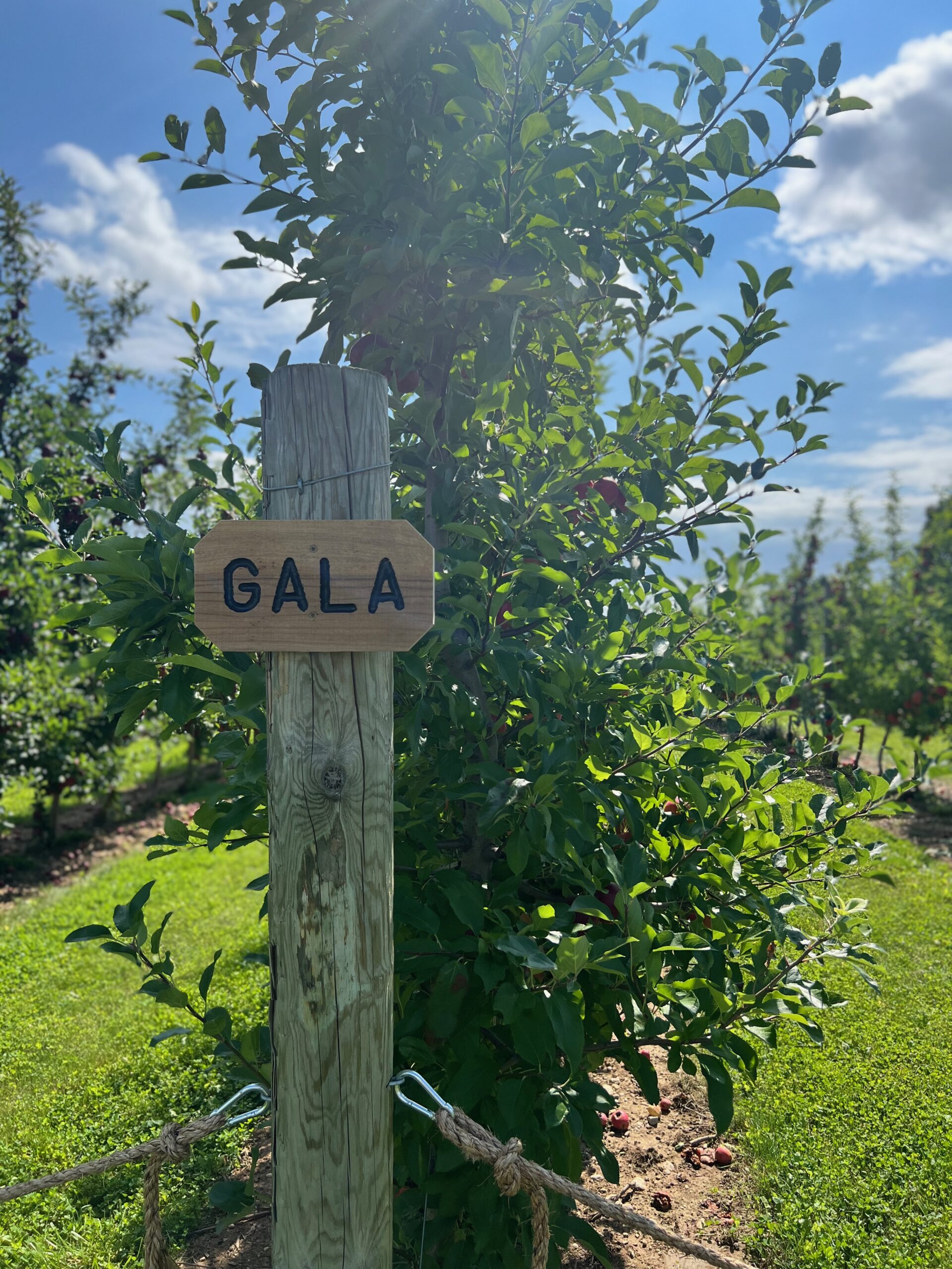 Gierach Orchards A Quaint Apple Picking Experience in Mequon