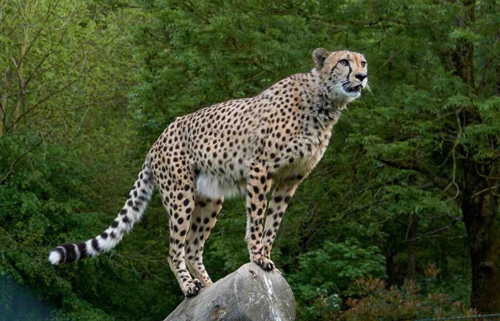 75 Amazing Cheetah Facts Your Kids Will Love (2023) Milwaukee with Kids