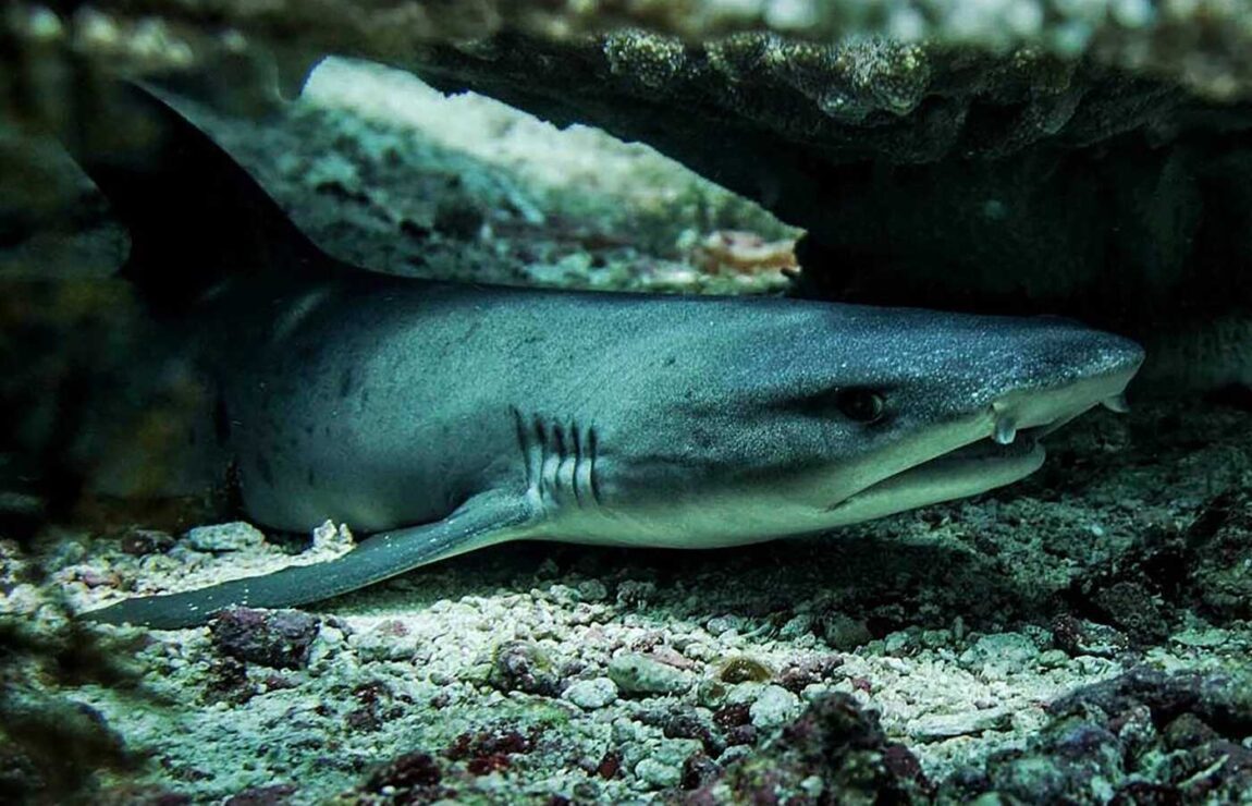 100 Amazing Shark Facts for Kids (2025) - Milwaukee With Kids