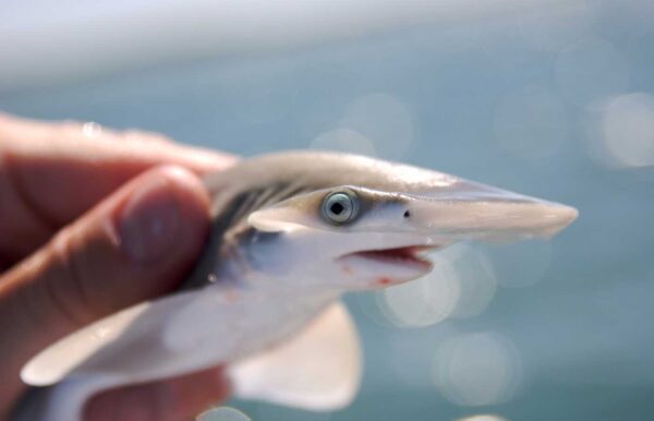 100 Amazing Shark Facts for Kids (2025) - Milwaukee With Kids