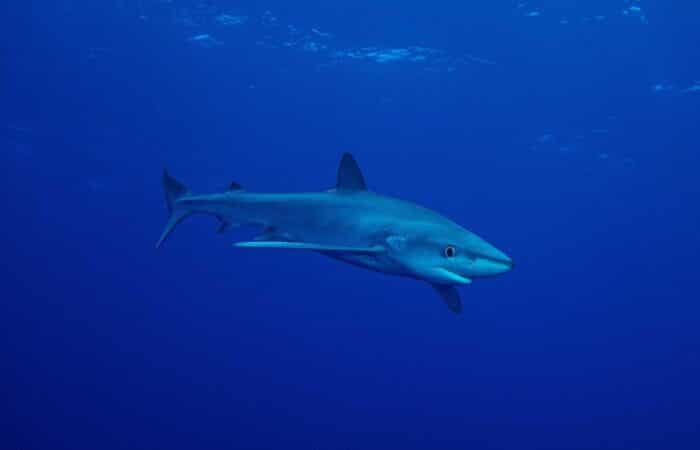 100 Amazing Shark Facts for Kids (2025) - Milwaukee With Kids