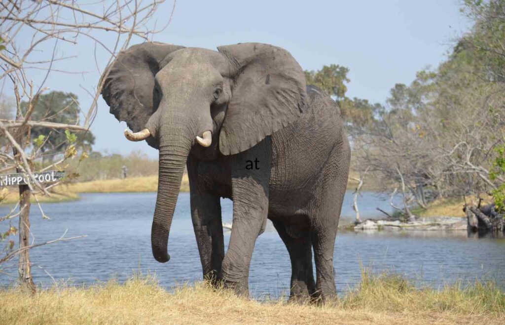 Large gray elephant standing by water.