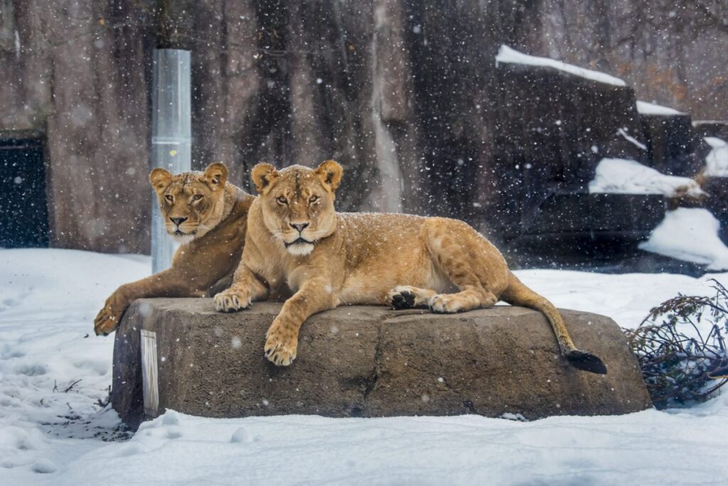 Two African lionesses lying on a large rock in the snow at the Milwaukee County Zoo’s Big Cat Country habitat.