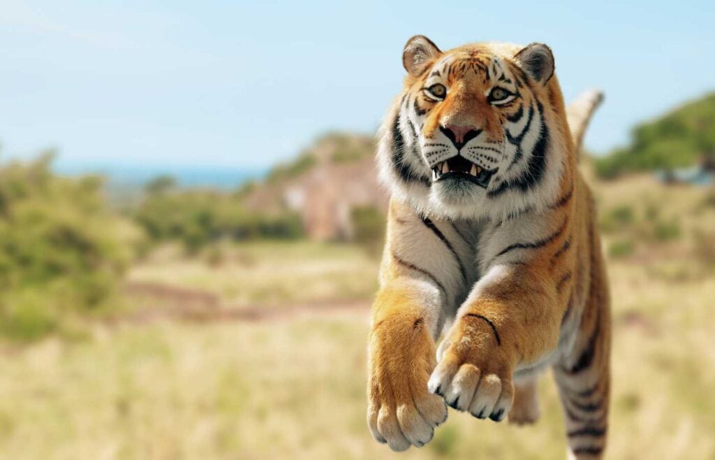 87 Fun And Interesting Tiger Facts For Kids