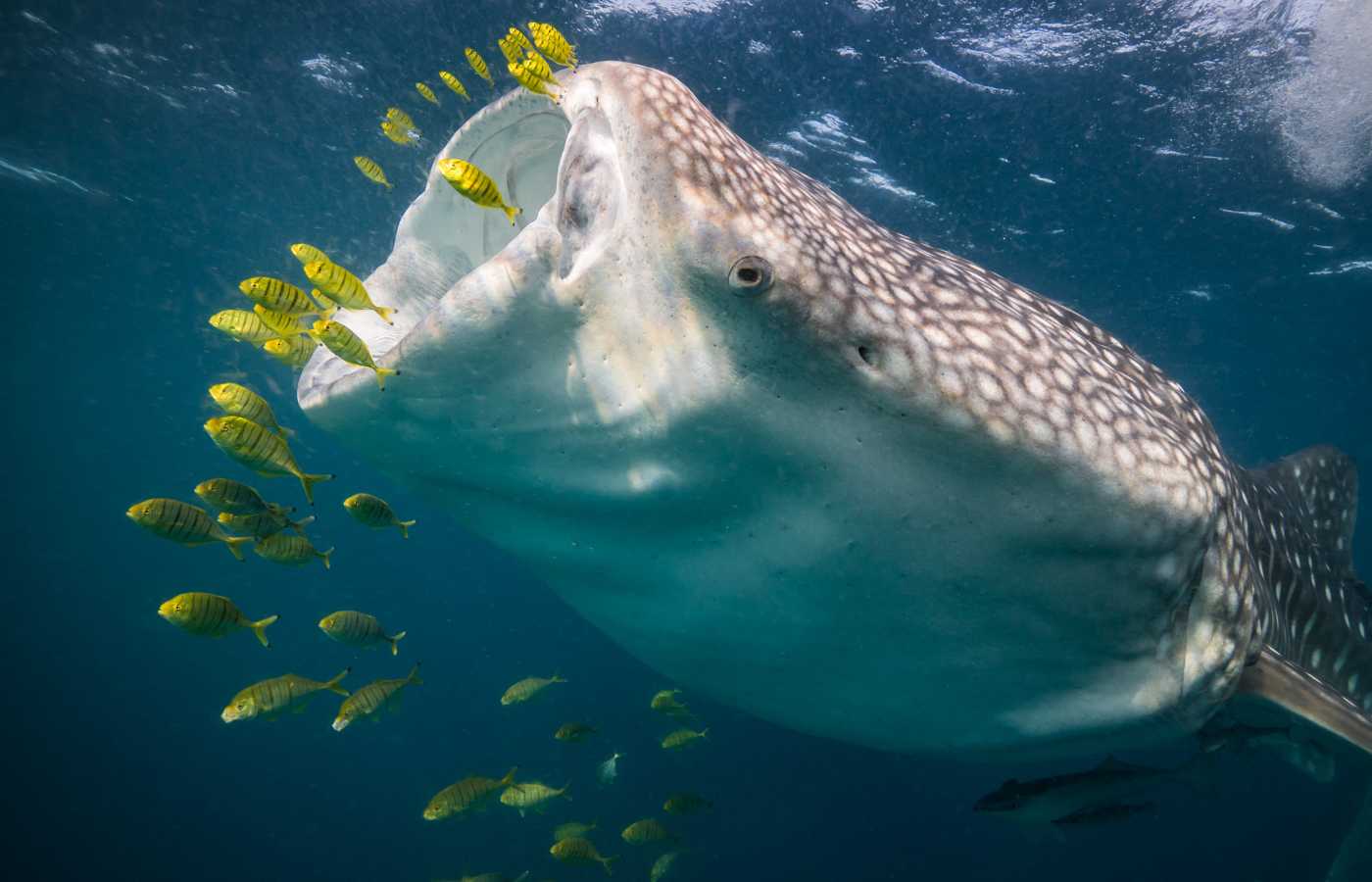 100 Amazing Shark Facts for Kids (2025) - Milwaukee With Kids