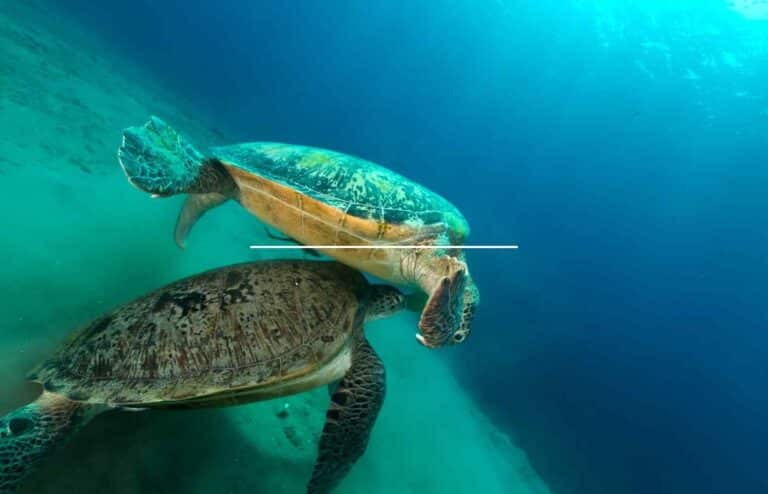 100 Fun Sea Turtle Facts for Kids (Surprising & Educational ...
