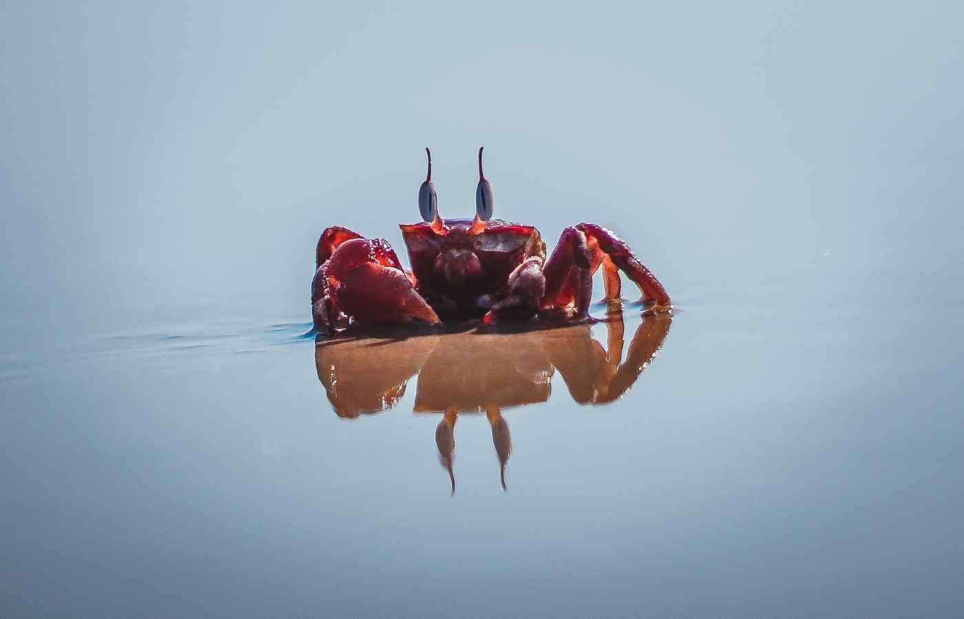 100 Hilarious Crab Jokes & Puns for Kids (2024) Milwaukee With Kids