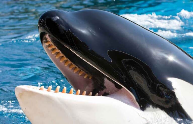 100 Surprising Whale Facts Your Kids Will Love (2025) - Milwaukee With Kids