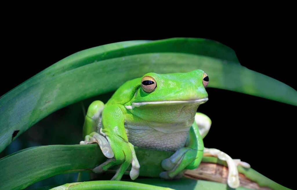 Cute baby frog with a sanrio twist