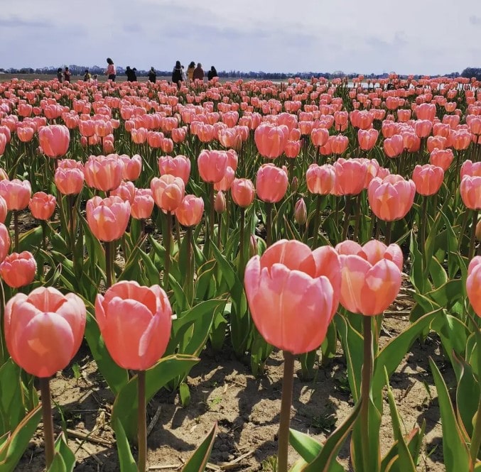 Wide field of blooming pink tulips at a spring festival near Milwaukee, with families walking among the flowers at Richardson Adventure Farm Tulip Festival Illinois