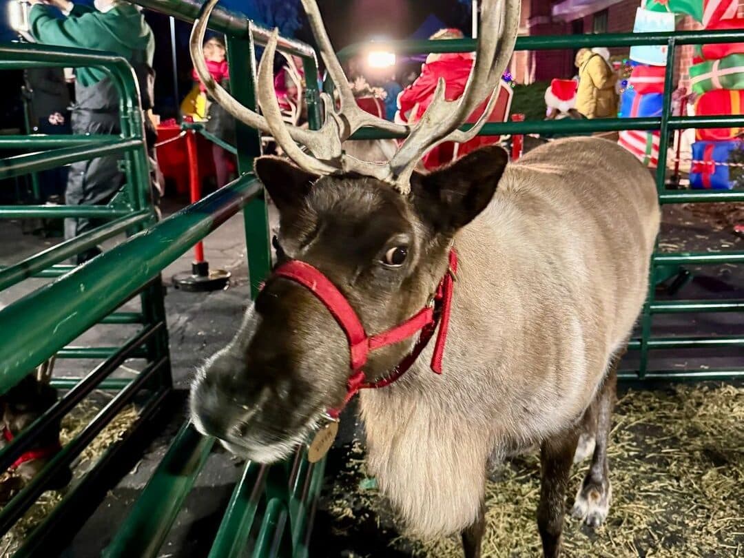 Reindeer with antlers in an enclosure in Milwaukee
