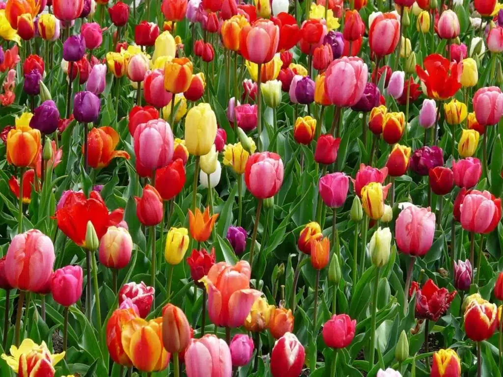 Colorful pink, red, purple and yellow tulips blooming in a spring flower field
