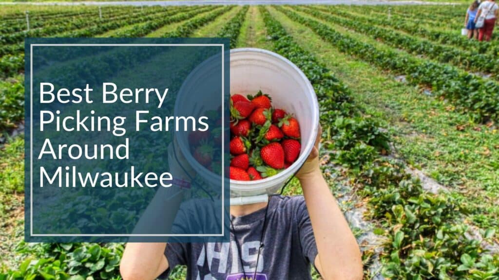 Child holding a white bucket filled with strawberries in the middle of a strawberry field with text that reads ‘Best Berry Picking Farms Around Milwaukee.