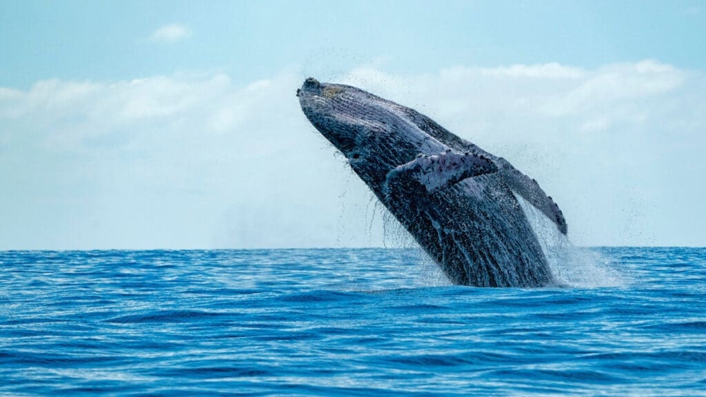 Blue Whale backflipping out of the water - science and nature trivia questions of teens