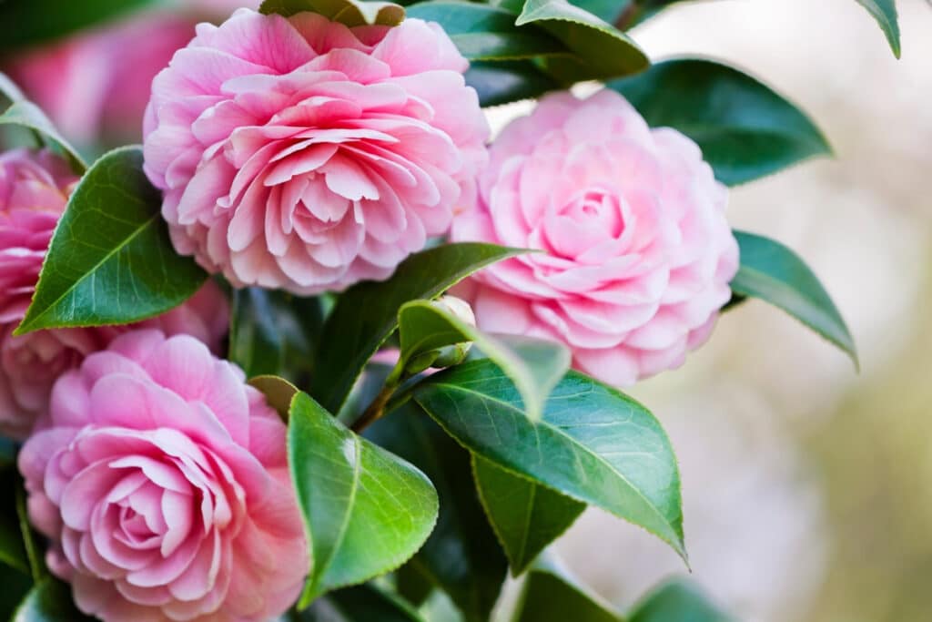 A bunch of Camellia blooms with leaves -  inspiration behind the Japanese name Tsubaki