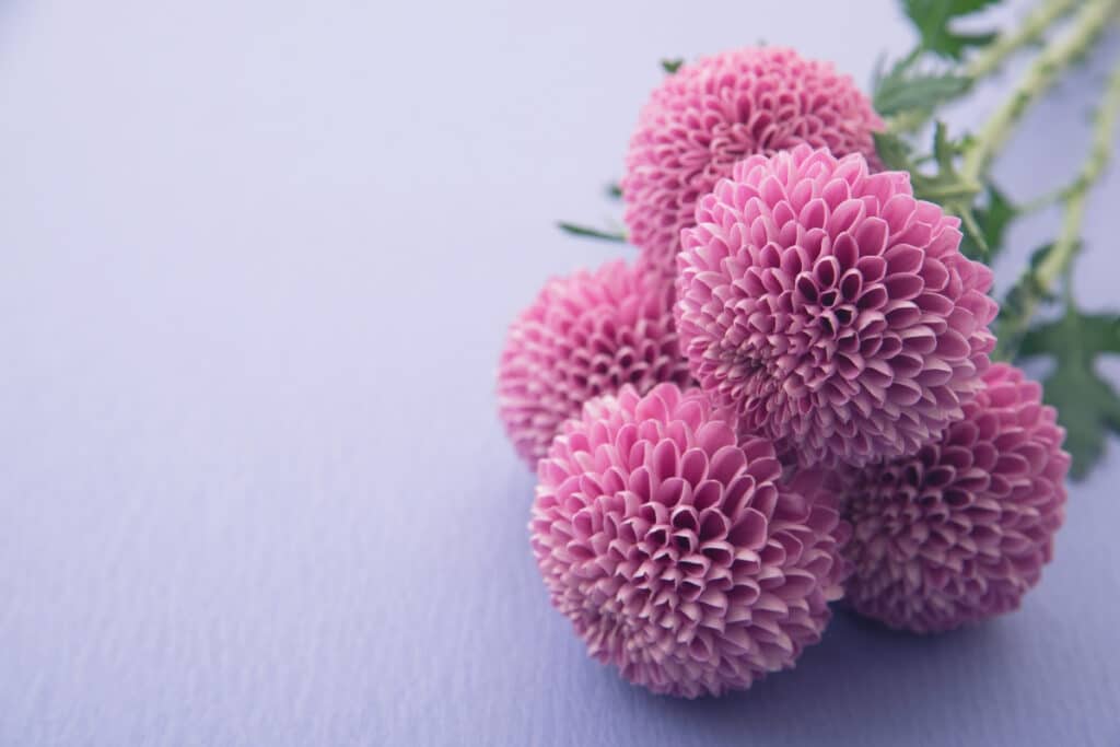 Pink Chrysantemums - the inpiration behind the Japanese name Kiku