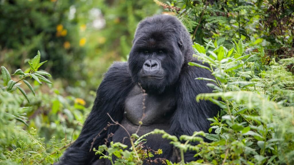A sitting adult gorilla, a common topic for ape jokes for kids