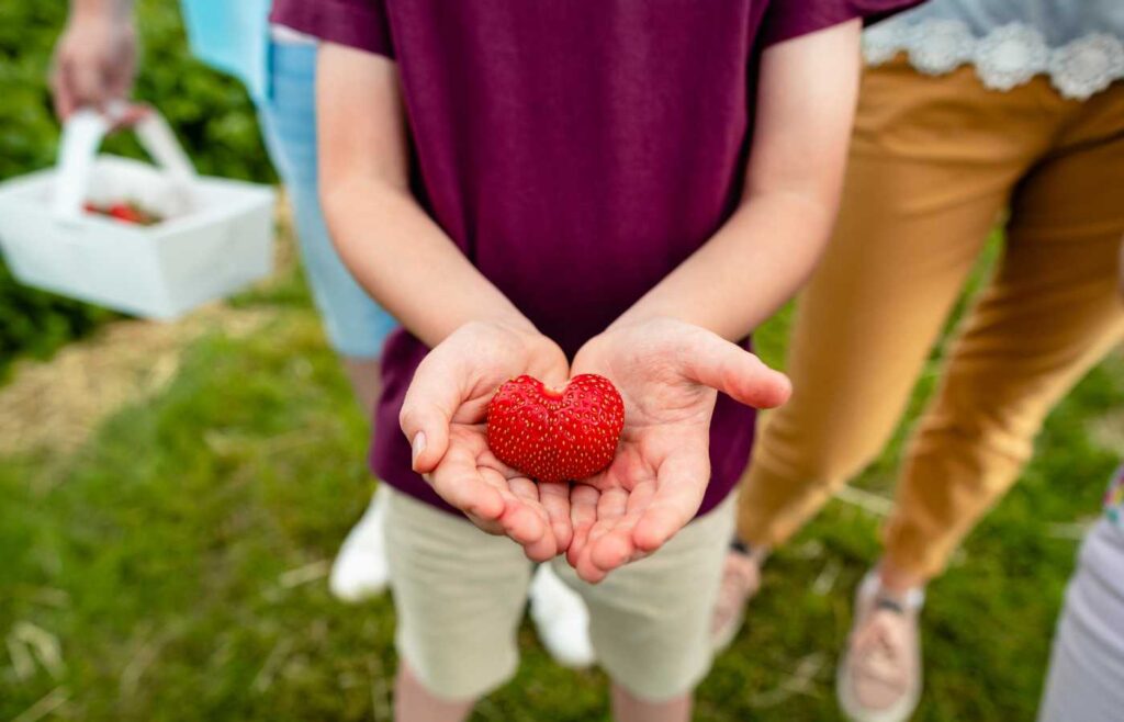 Close-up of a child’s hands holding a heart-shaped strawberry during a family berry picking trip