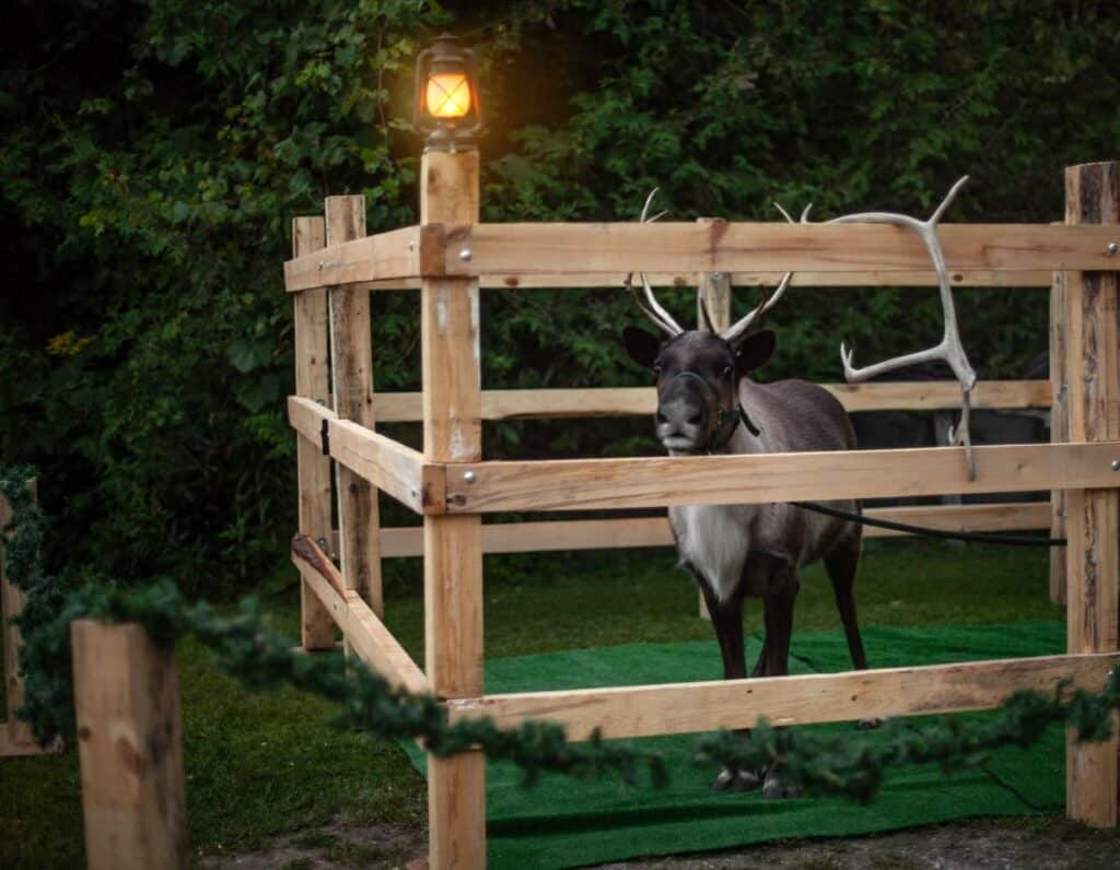 A reindeer looks out from a wooden enclosure at a holiday event at Trees for Less.