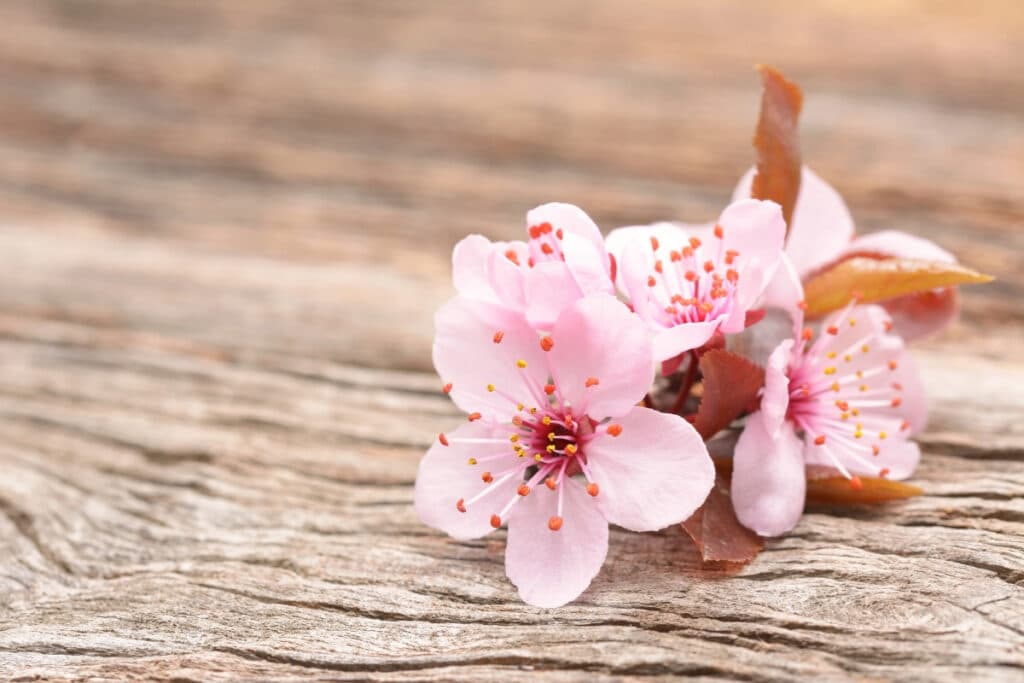 Cherry blossoms on wooden surface – inspiration for the Japanese name Sakura