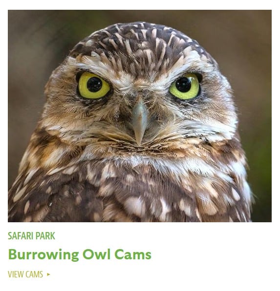 Image of a burrowing owl looking straight into the camera