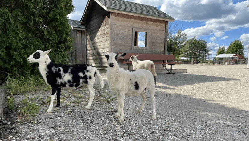 Three goats standing outside the barn at Green Meadows Petting Farm