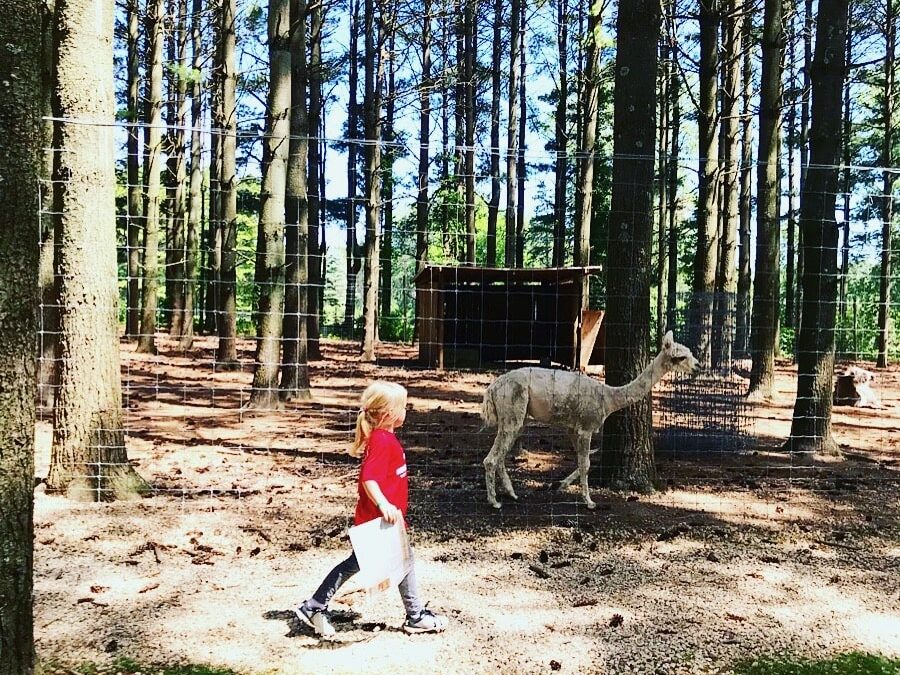 Elk grazing in an open field at Shalom Wildlife Zoo in West Bend, Wisconsin.