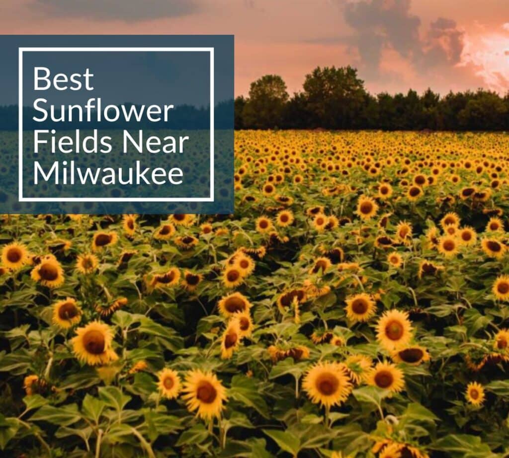 Wide sunflower field at sunset with text overlay reading ‘Best Sunflower Fields Near Milwaukee.’
