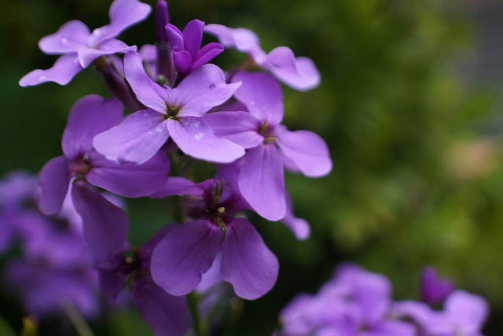 Violet flowers in bloom - inspiration behind the Japanese name Sumire