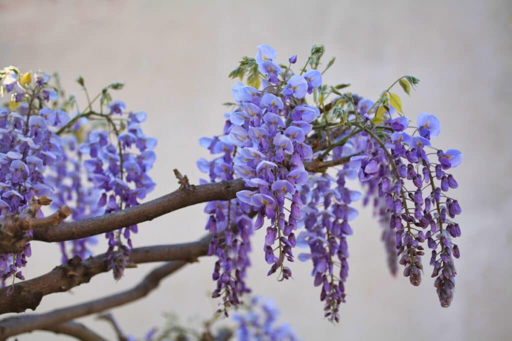 Wisteria blooms still on the branch - one of the flowers associated with Japan
