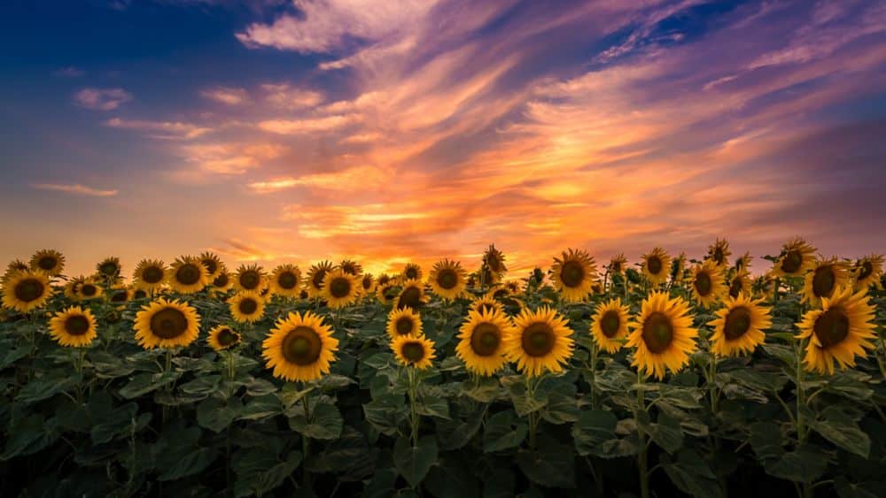 Sunflower field in Kohler Wisconsin at sunset.