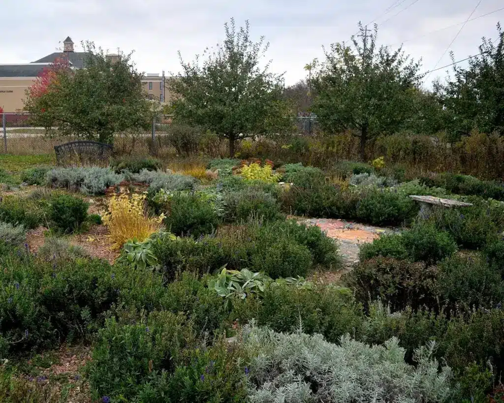 The herbal labyrinth at Alice's Garden in Milwaukee filled with green herb plants.