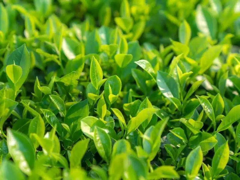 Fresh green leaves unfolding in the morning sunlight.