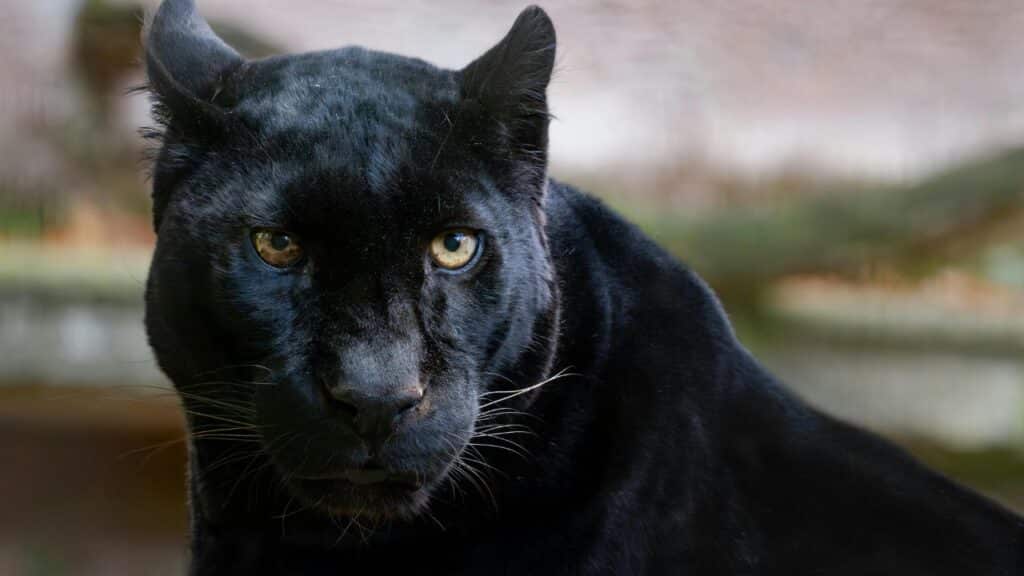 A panther looking fierce
