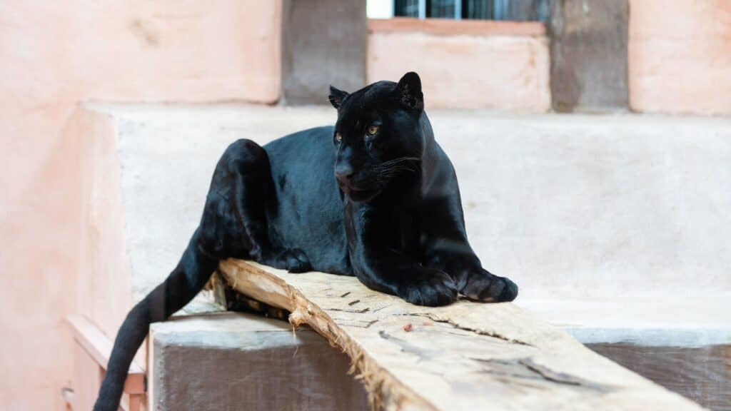 A panther resting on a wooden plank
