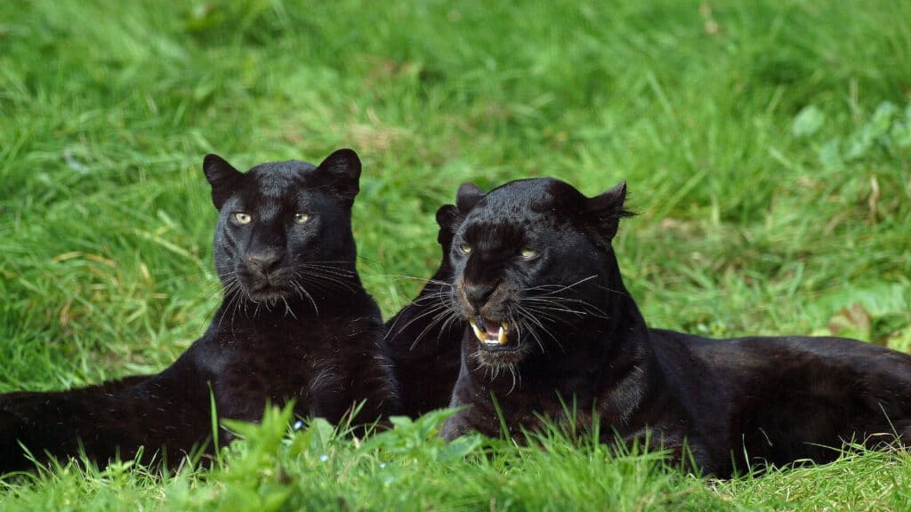 Three black panther resting on grass.