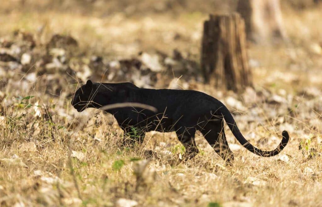 A panther looking for its prey in the wild