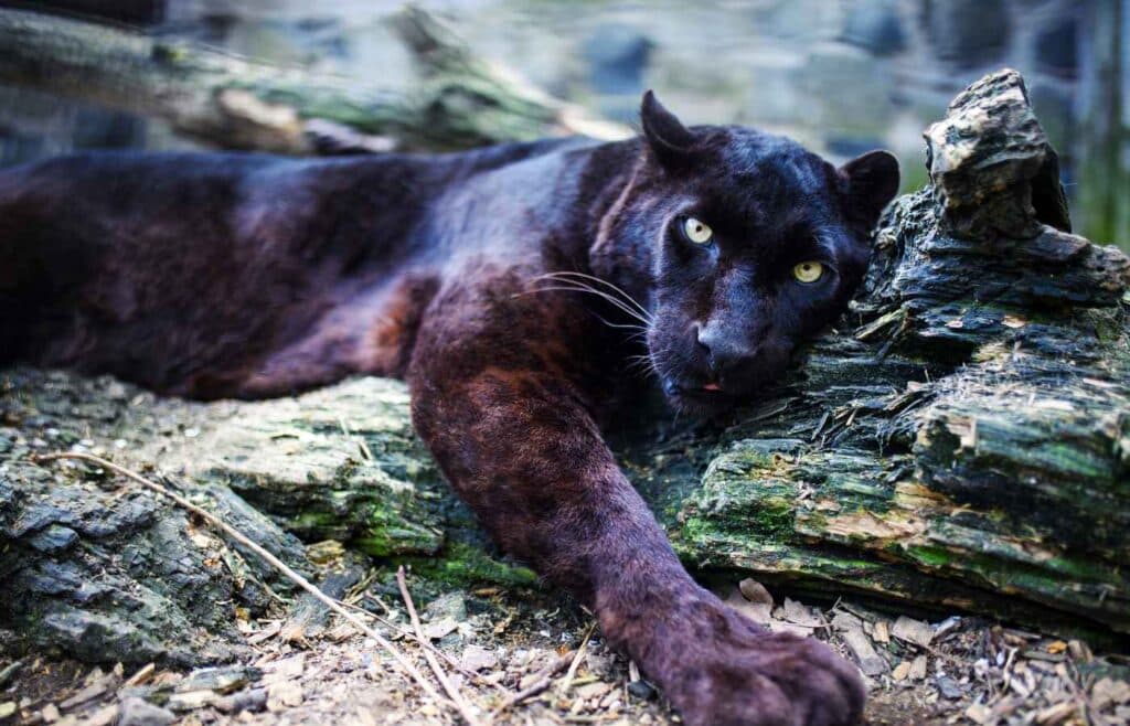 A panther lying on a tree trunk