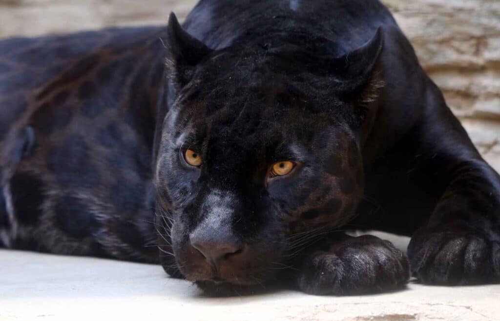 A panther lying on its front legs