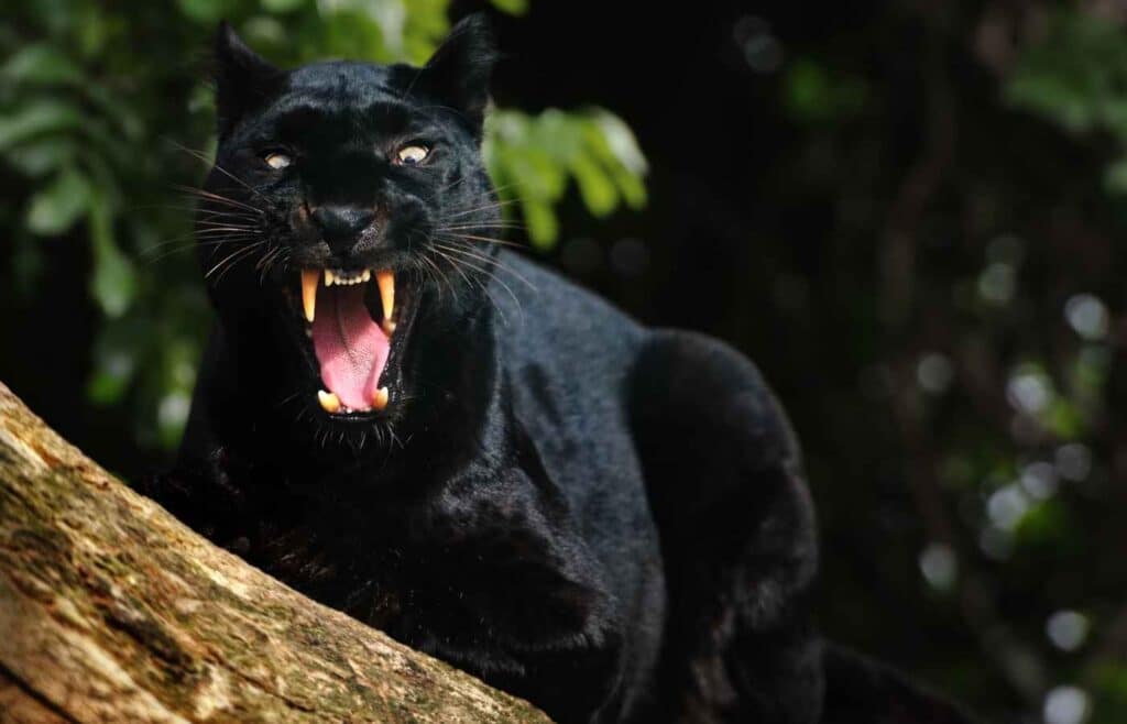 A panther growling and showing its teeth while on a tree trunk