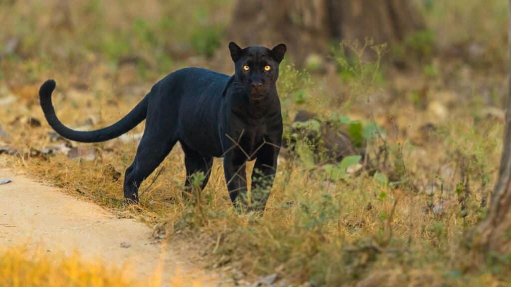A panther on a lookout on the side of the road