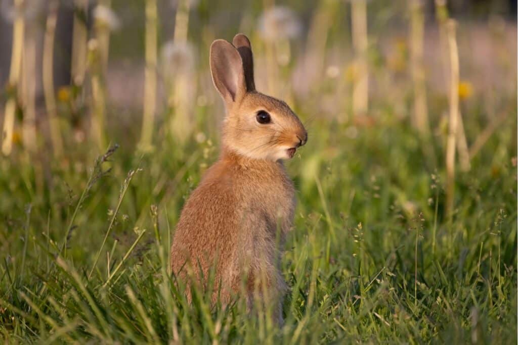 Wild hare in golden grass at sunrise — symbol of freedom, renewal, and intuition.