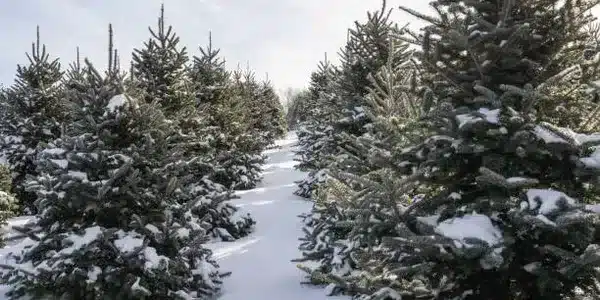Pine trees with snow on a snowy hilltop at Buffalo Bill's in Franklin
