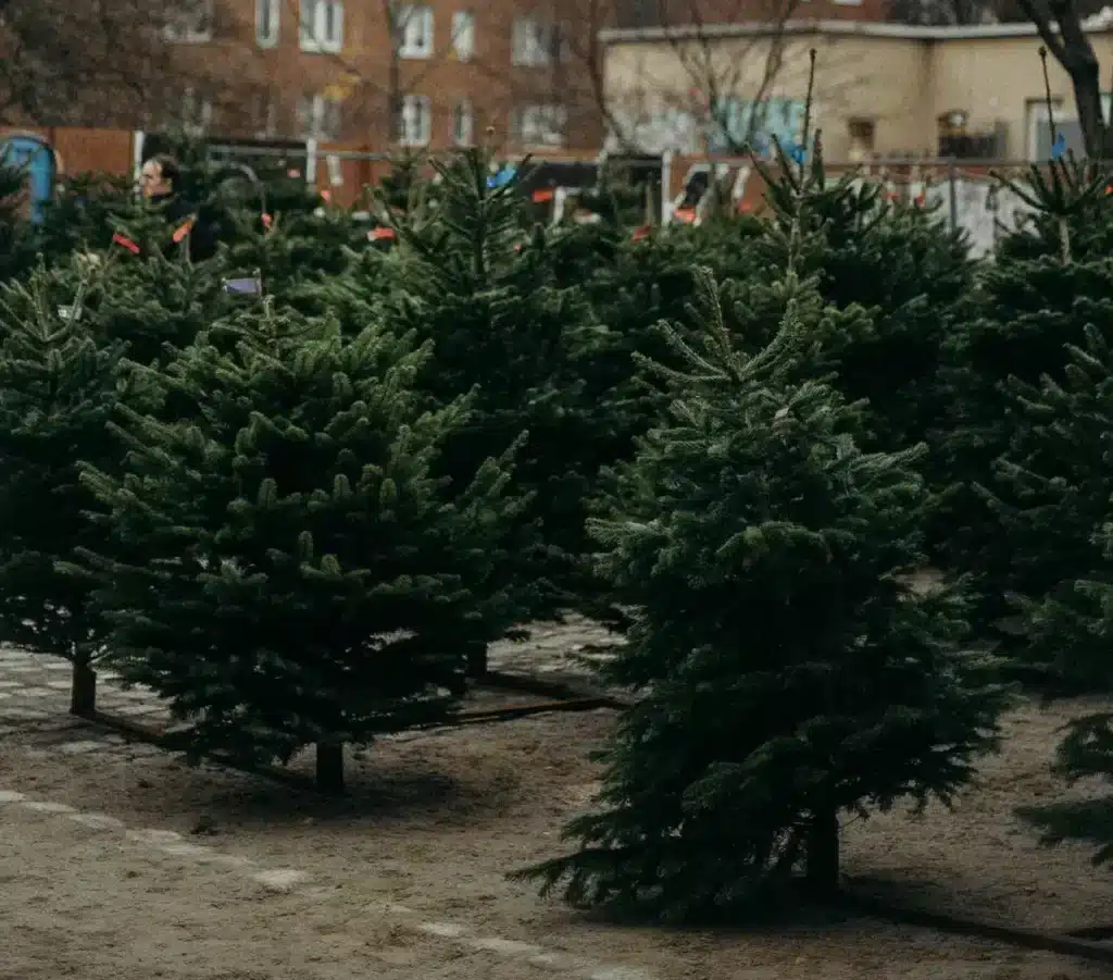 Rows of Christmas trees on display for sale at the Griswold Family Crhristmas Tree Comany at Ope Brewing West Allis